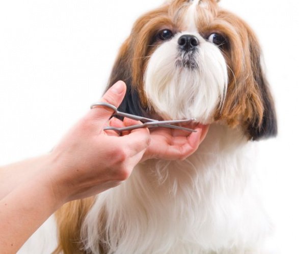 Dog Grooming Tips