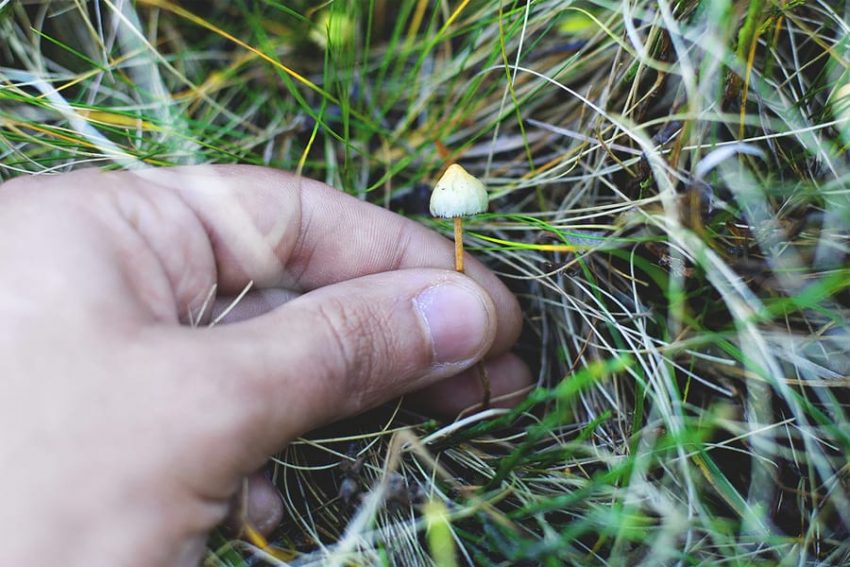 Magic Mushrooms in Vancouver