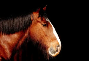 CBD for horses