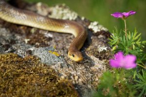 snakes of texas